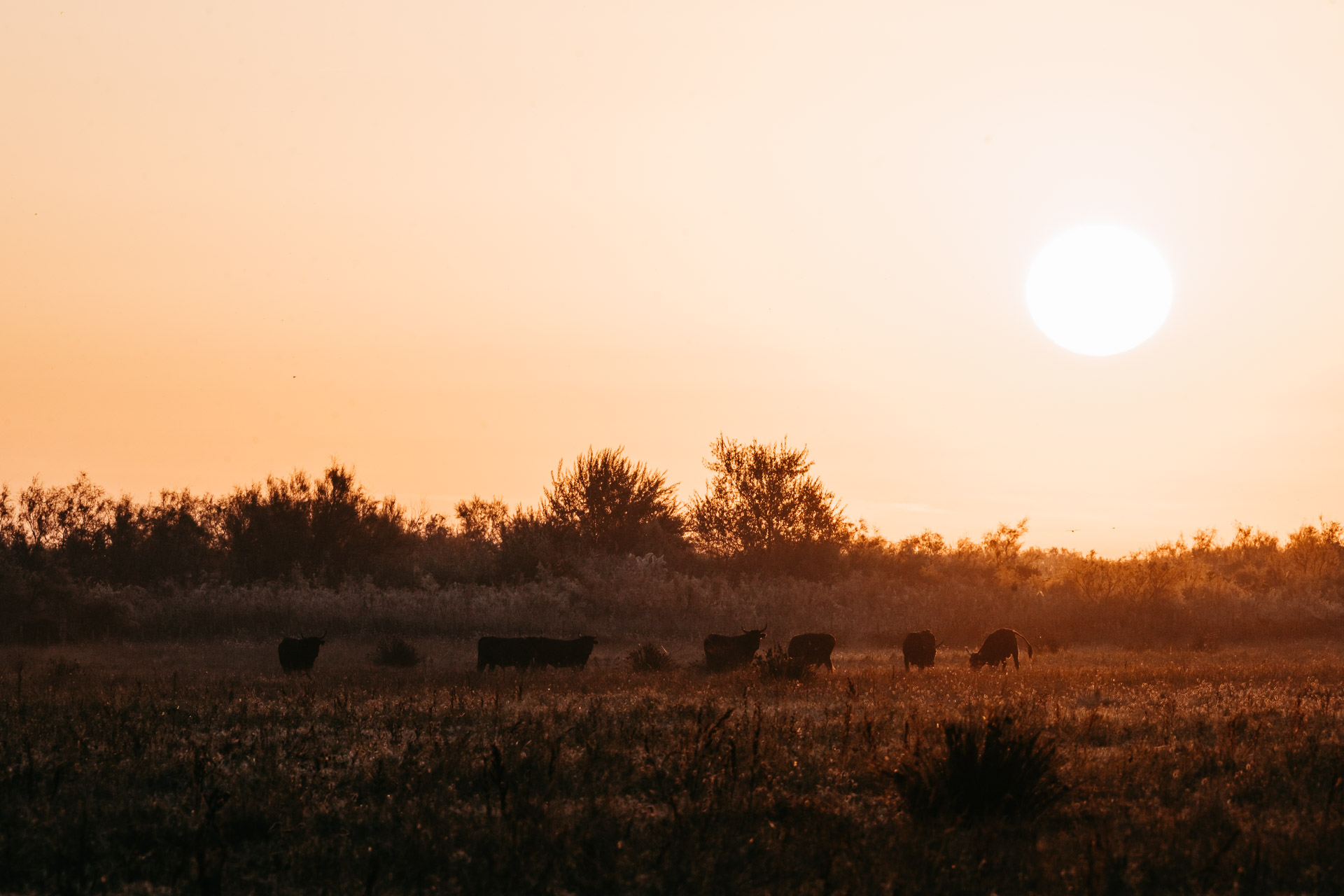 Camargue-SabrinaStummer-Web-1