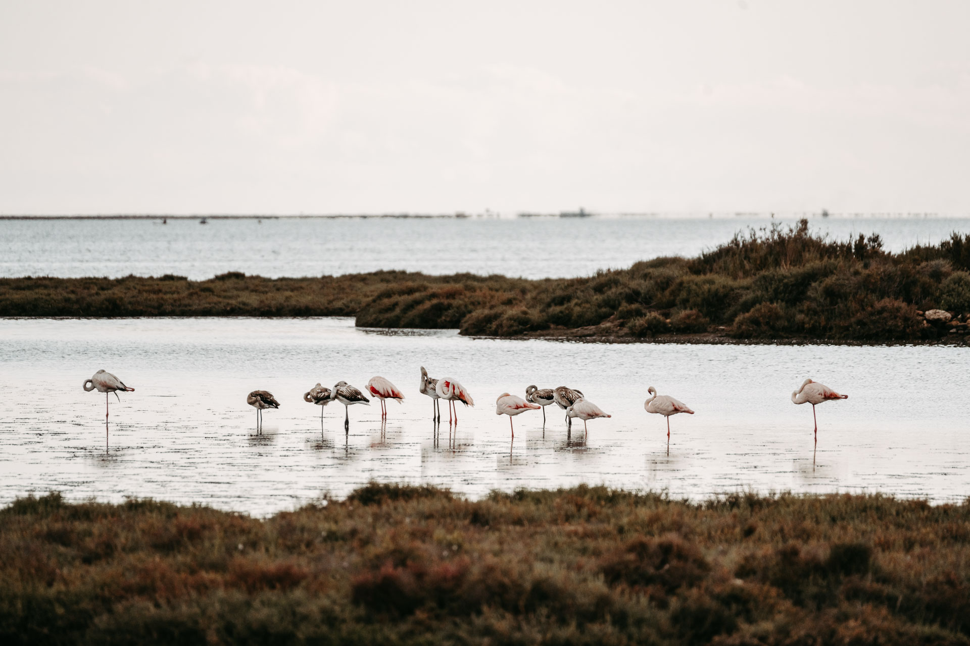 Ebrodelta-SabrinaStummer-Web-1