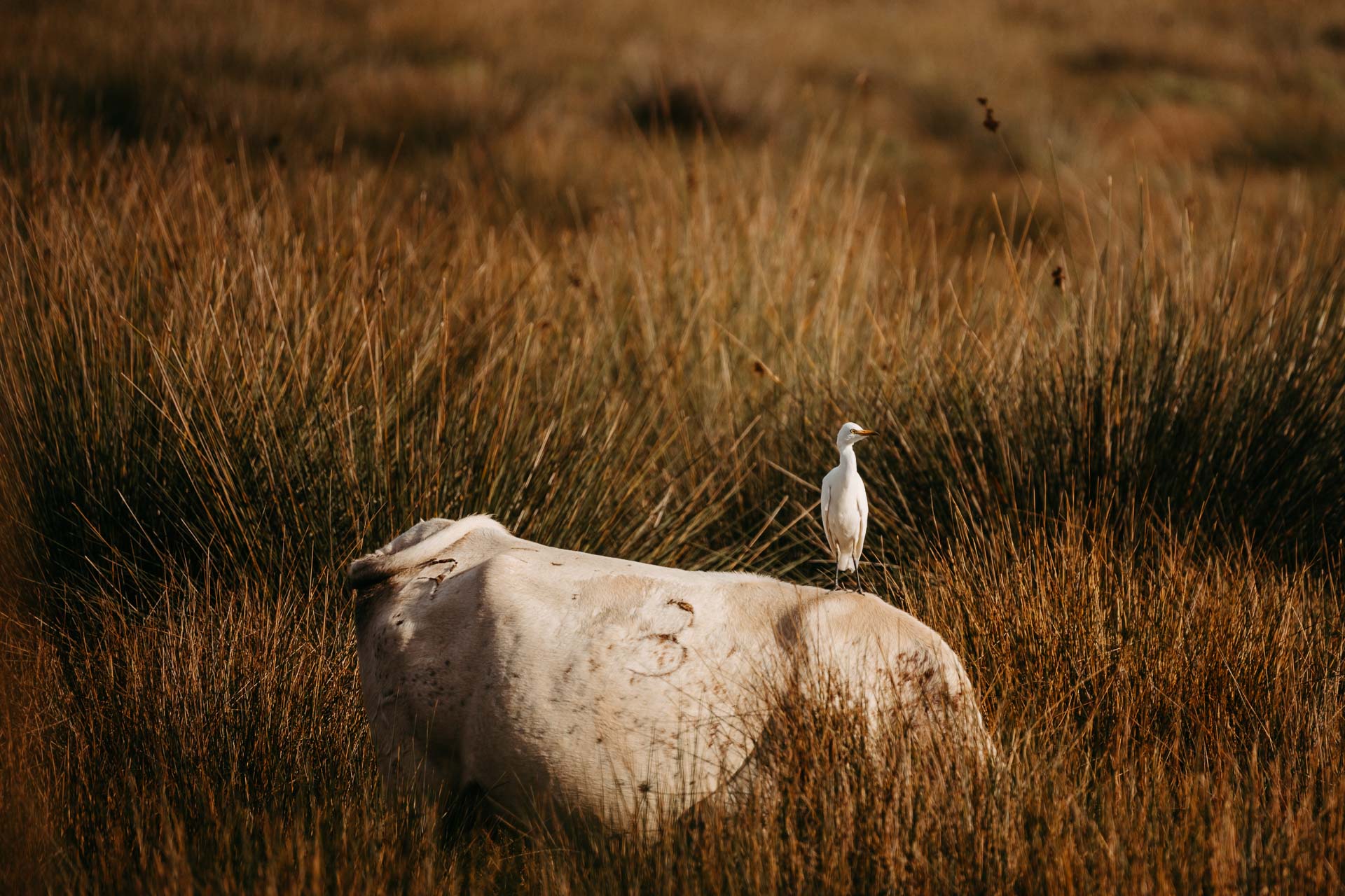 Ebrodelta-SabrinaStummer-Web-2